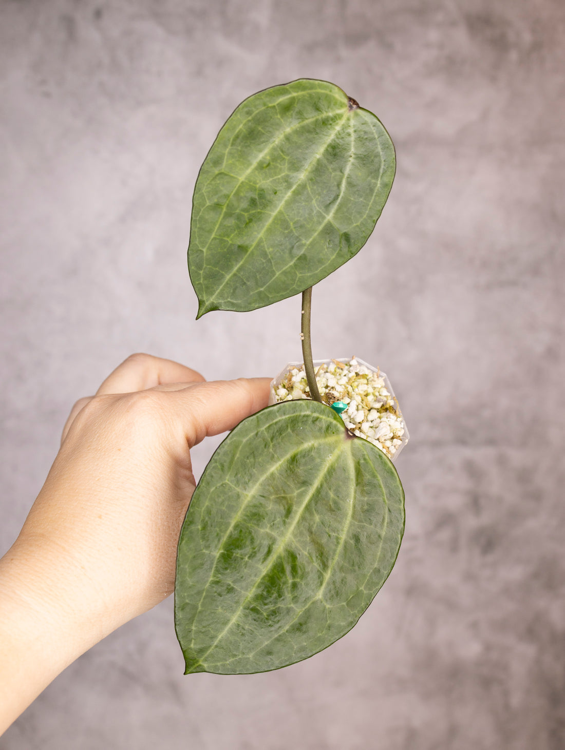 Hoya Latifolia Watermelon