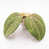 Hoya Latifolia Watermelon
