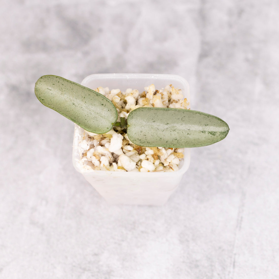 Hoya Lima Silver