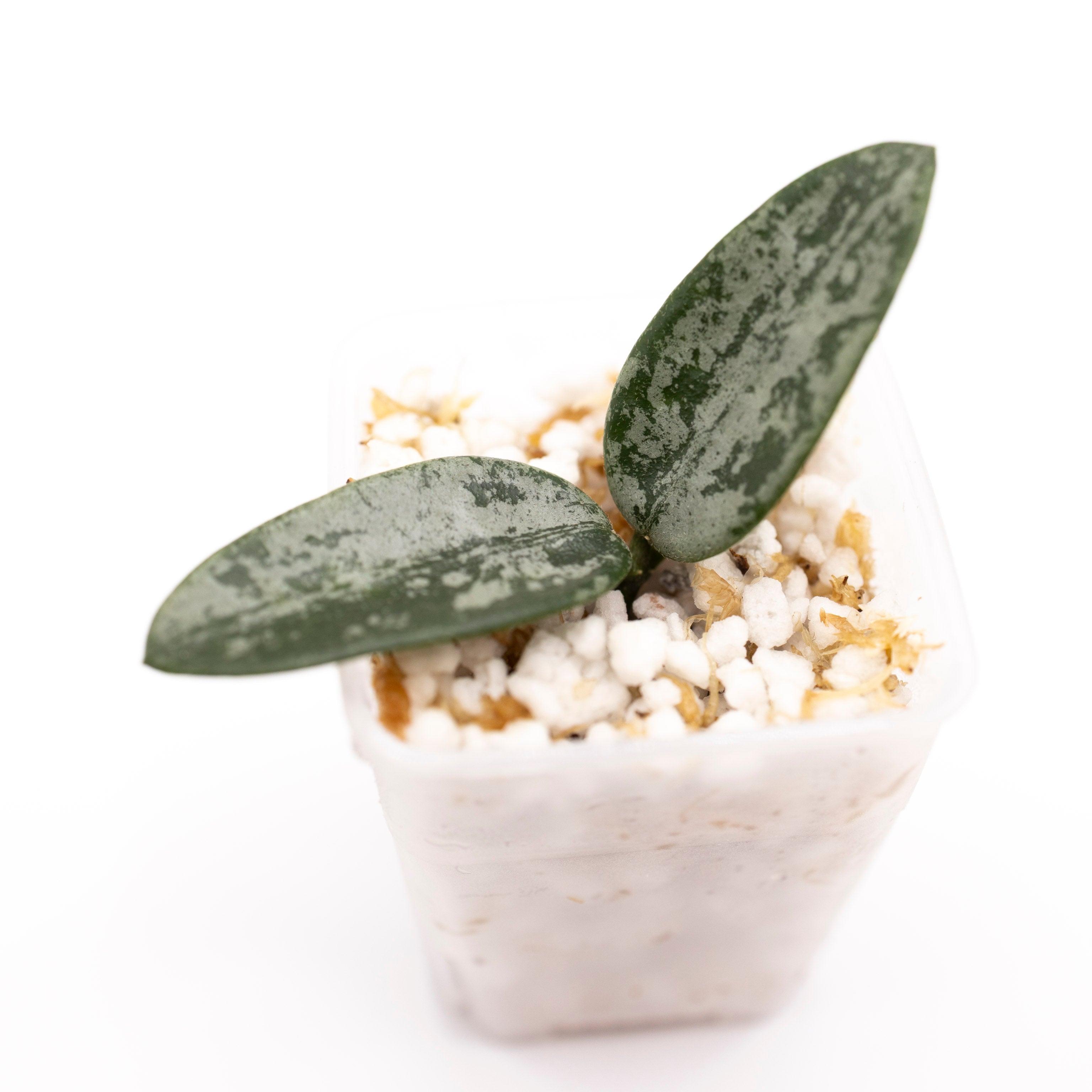 Hoya Lima Splash