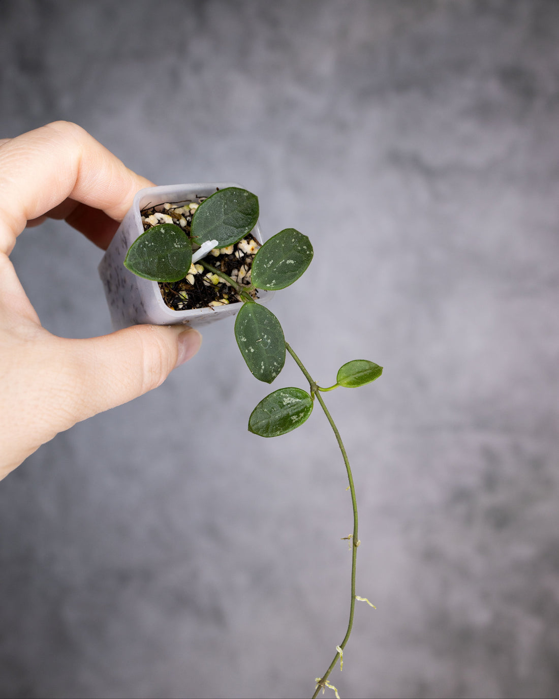 Hoya lotus bean