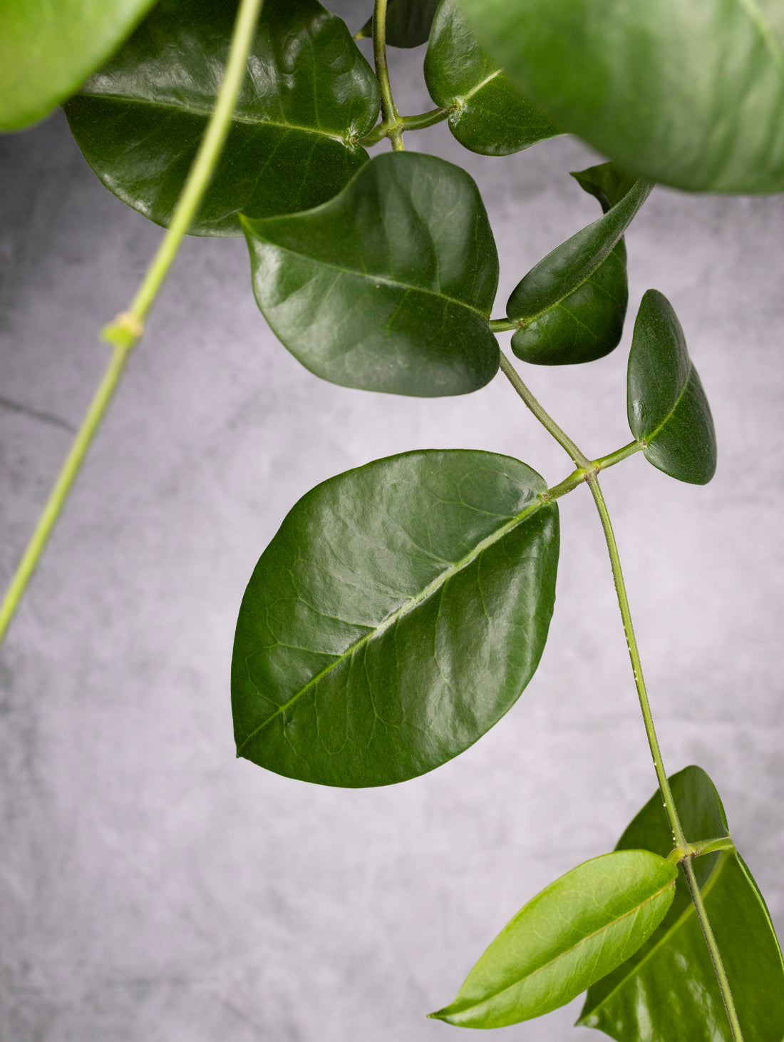 Close-up of green leaves on a gray background