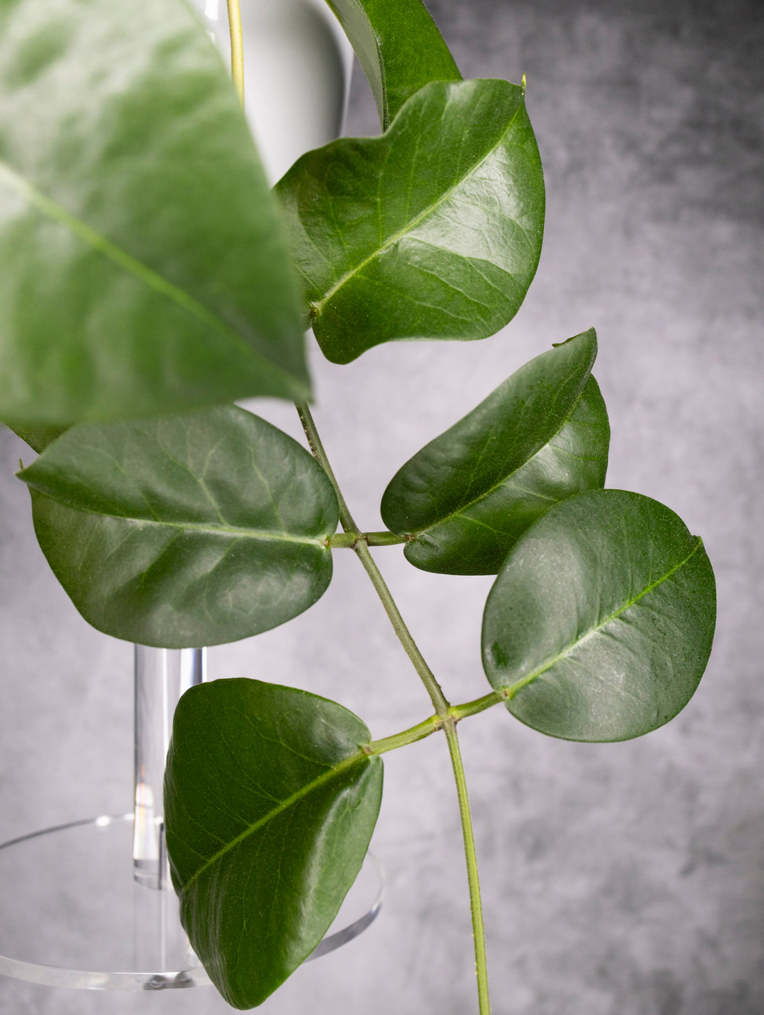 Close-up of green leaves on a gray background