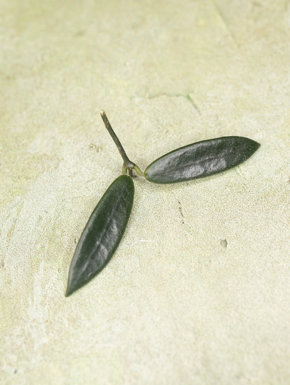 Hoya Lyi