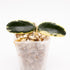 Hoya Lyi Prism