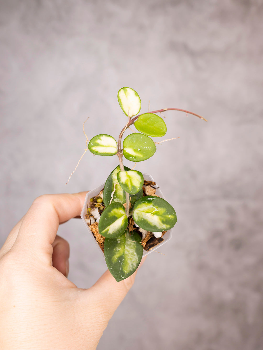 Hoya mathilde (variegated)