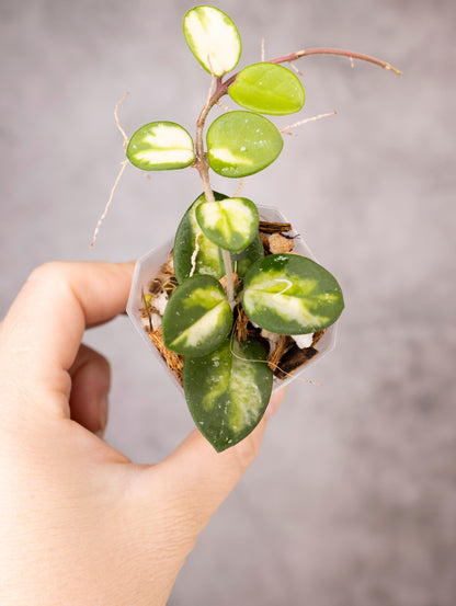 Hoya mathilde (variegated)