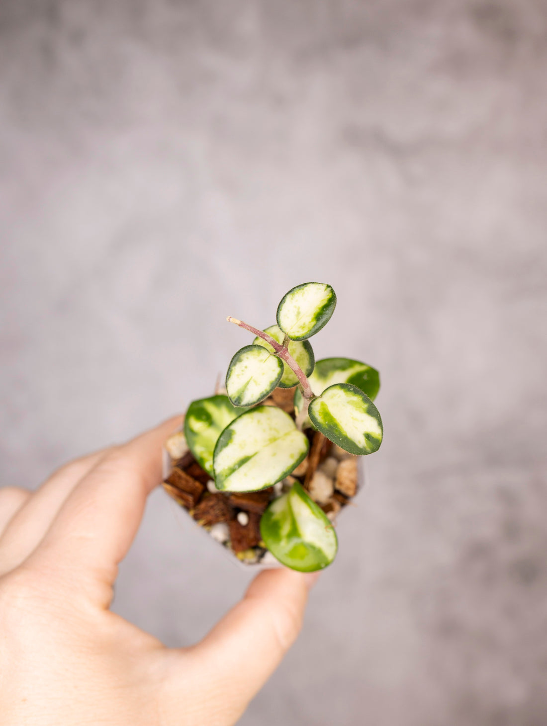 Hoya mathilde (variegated)