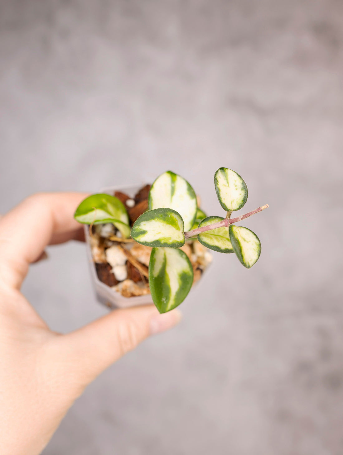 Hoya mathilde (variegated)