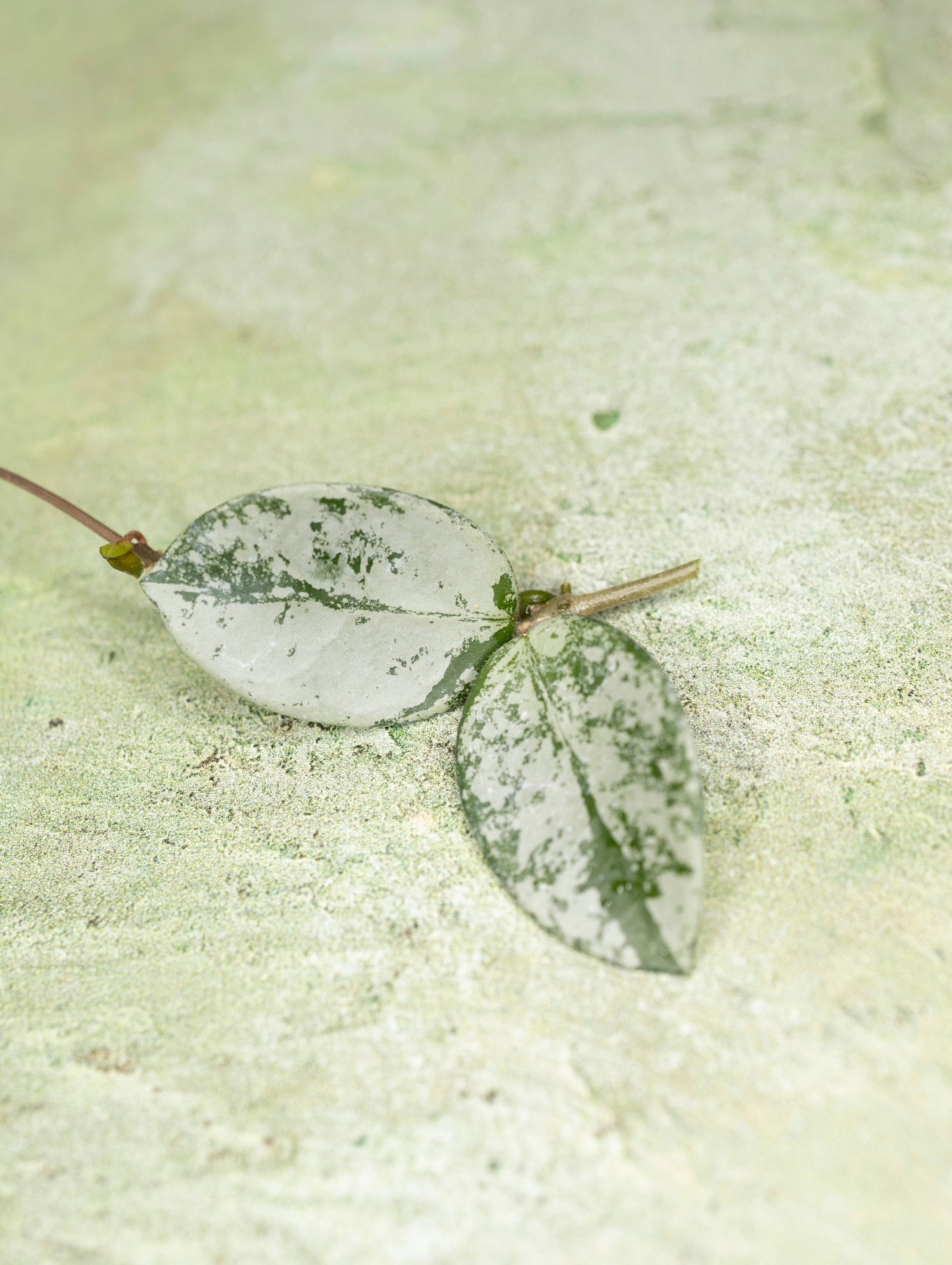 Hoya Mathilde Silver