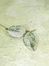 Hoya Mathilde Silver