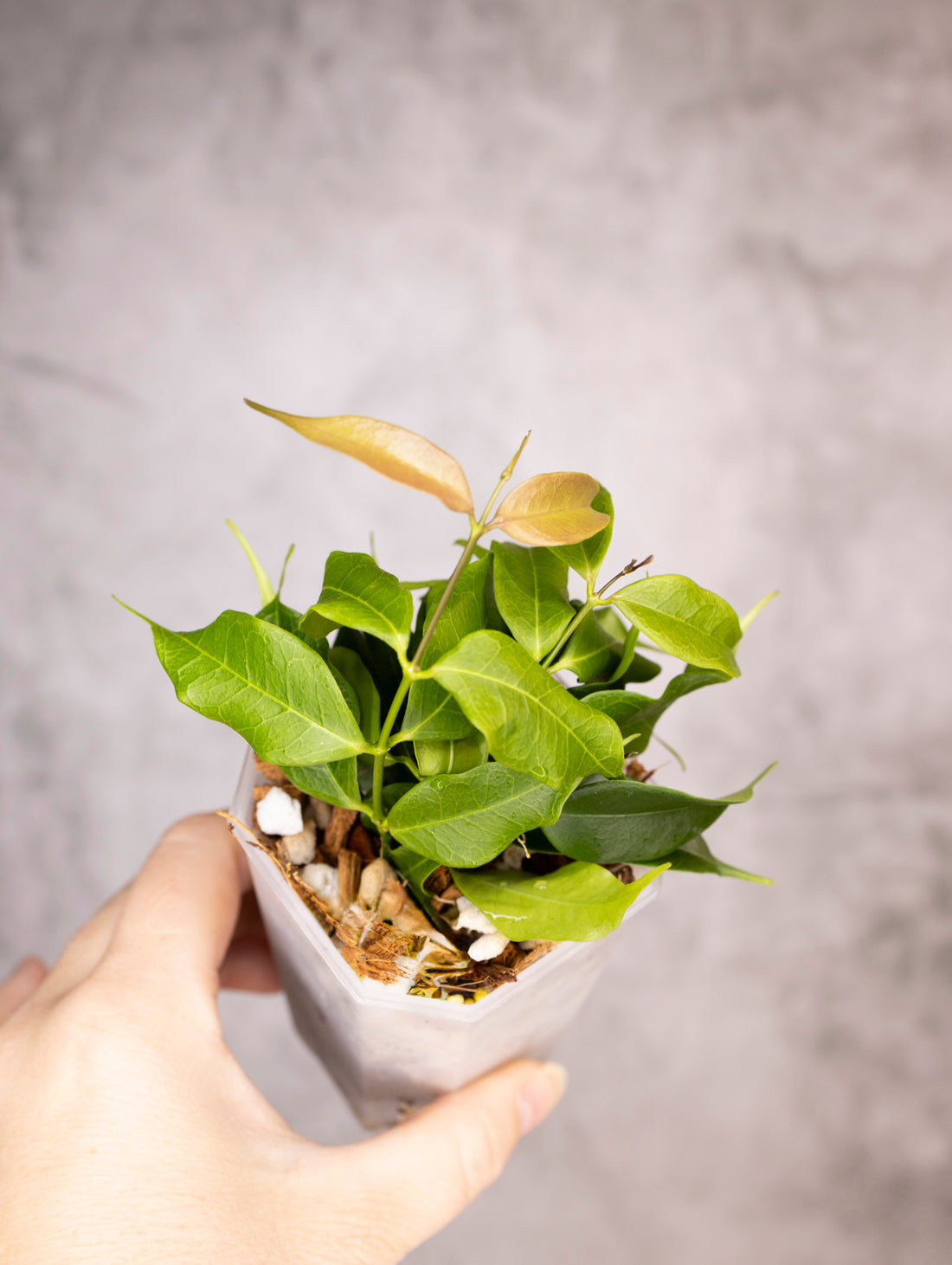 Hoya Medusa