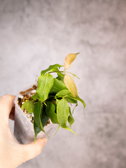 Hoya Medusa