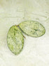 Hoya Meena