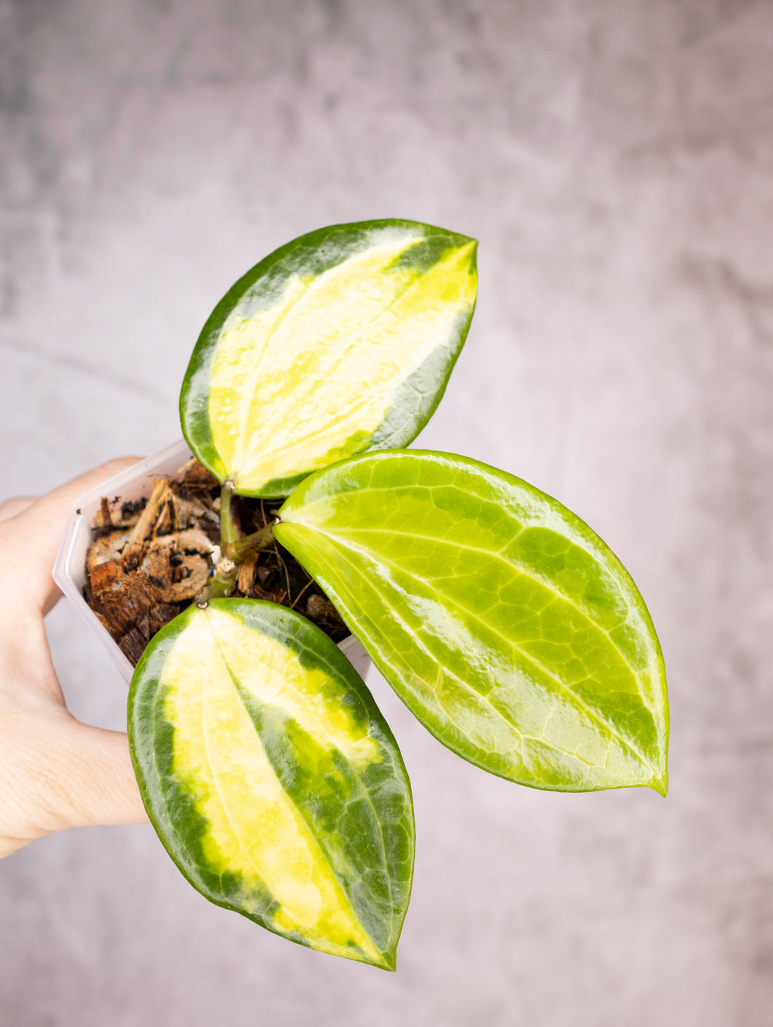 Hoya Merrillii Variegated