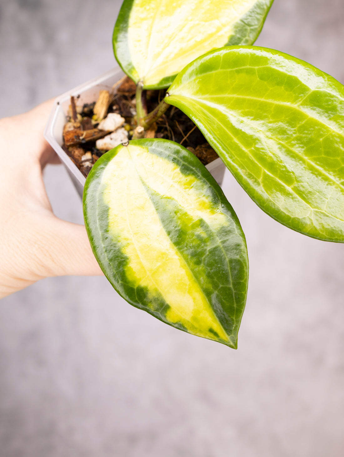 Hoya Merrillii Variegated