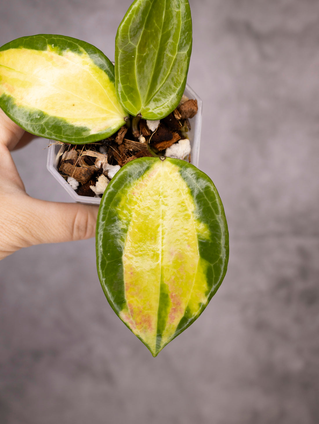 Hoya Merrillii Variegated