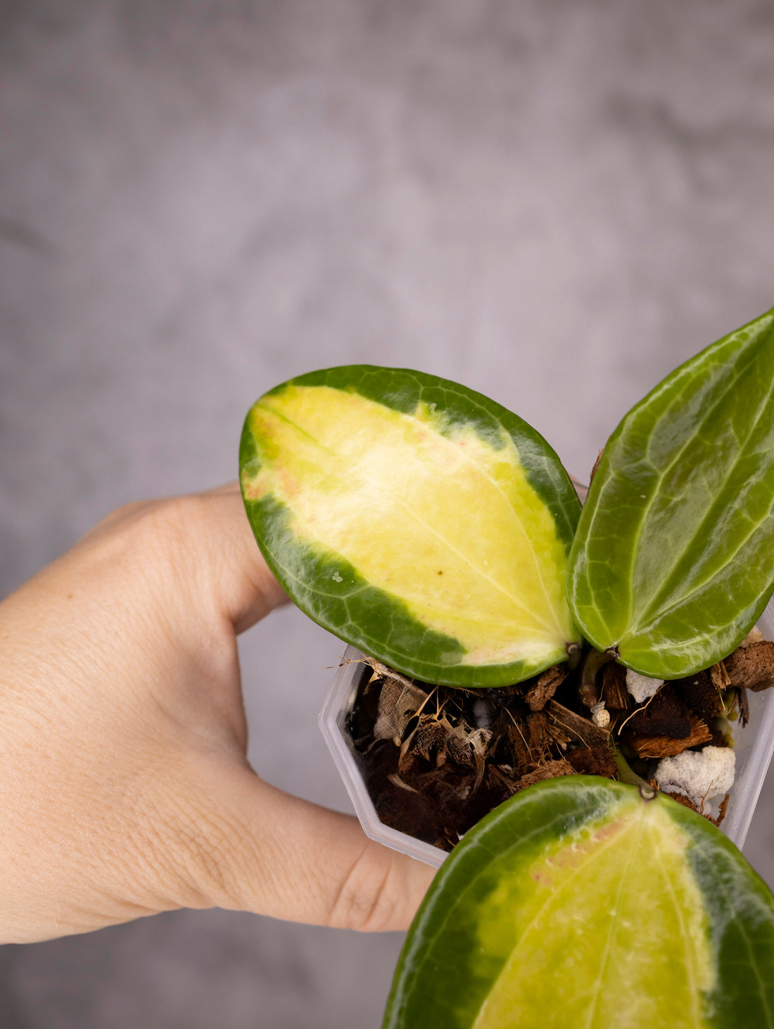 Hoya Merrillii Variegated