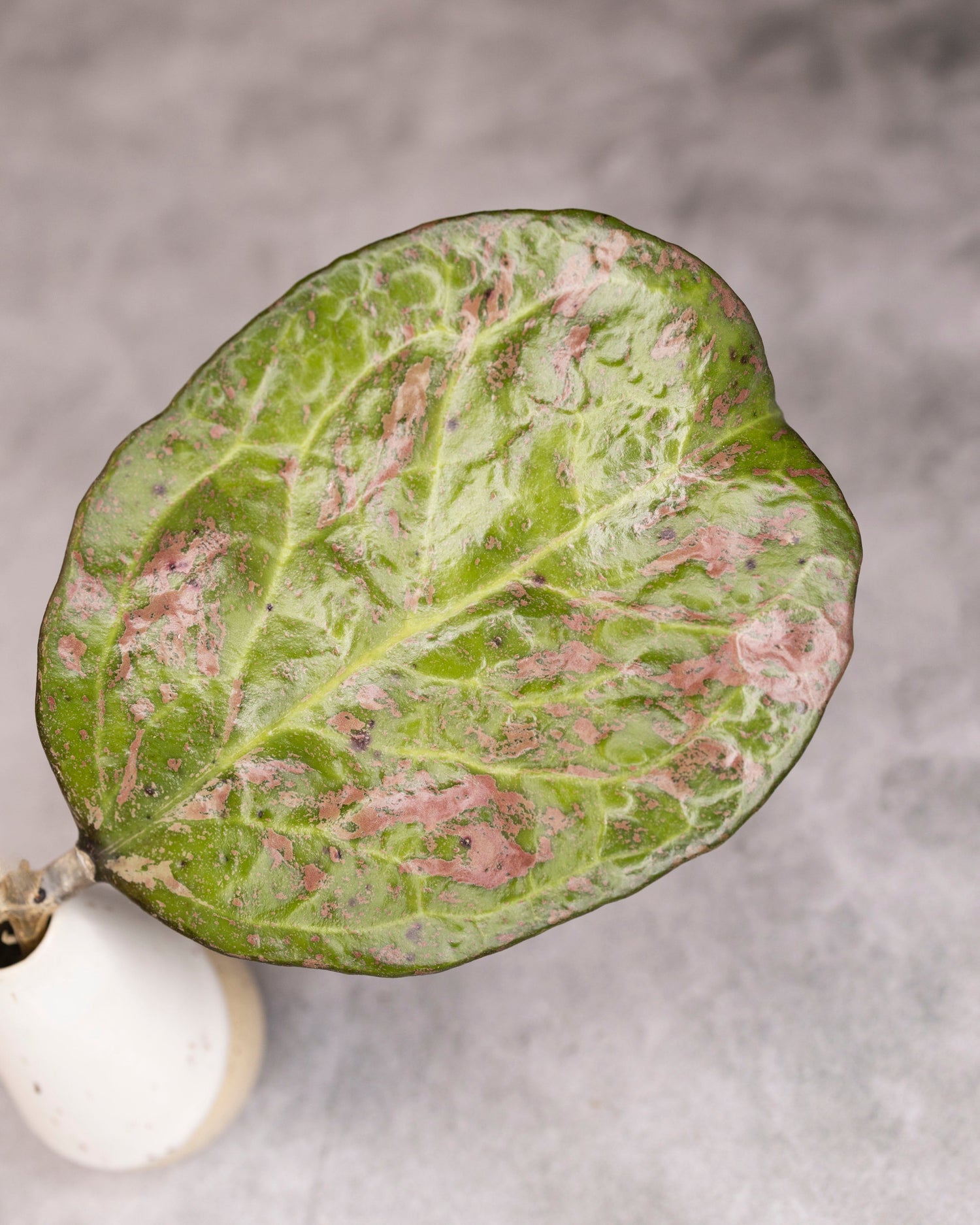 Close-up of a green leaf with pinkish-brown spots on a gray background