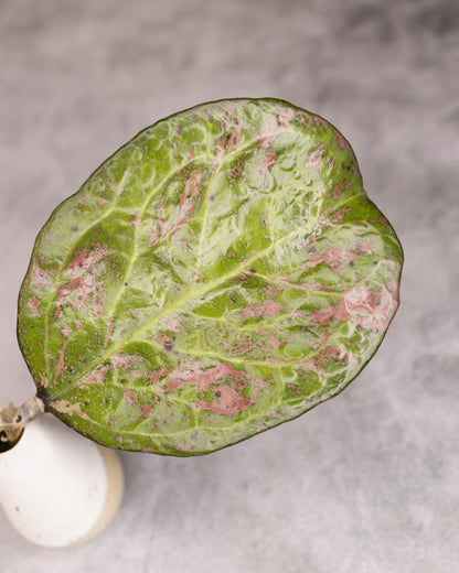 Close-up of a green leaf with pinkish-brown spots on a gray background
