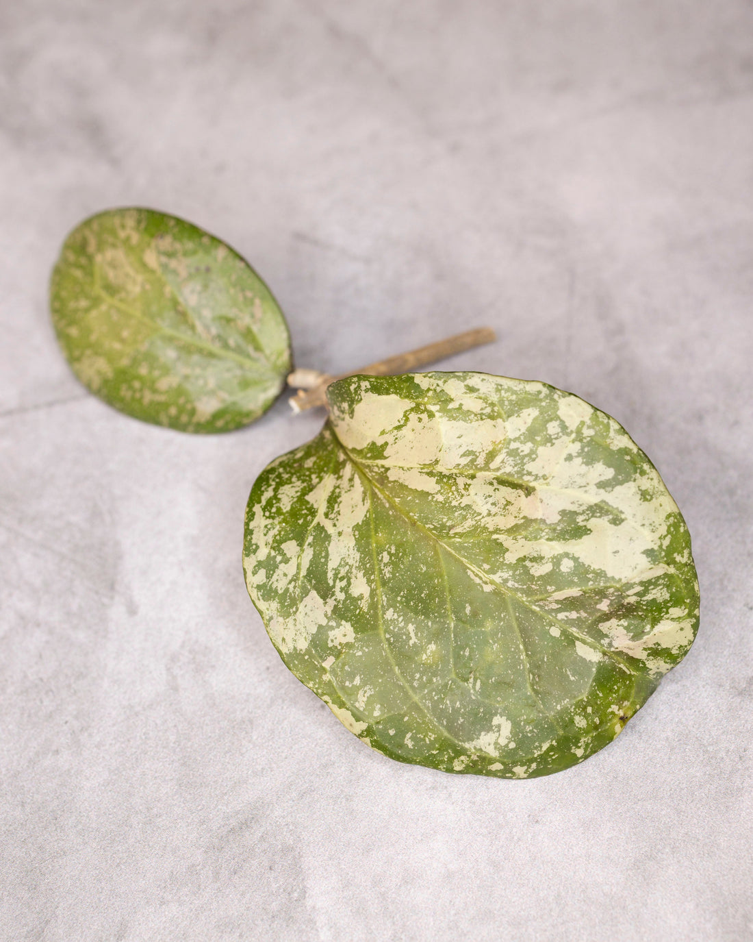 Two green leaves with white spots on a gray background