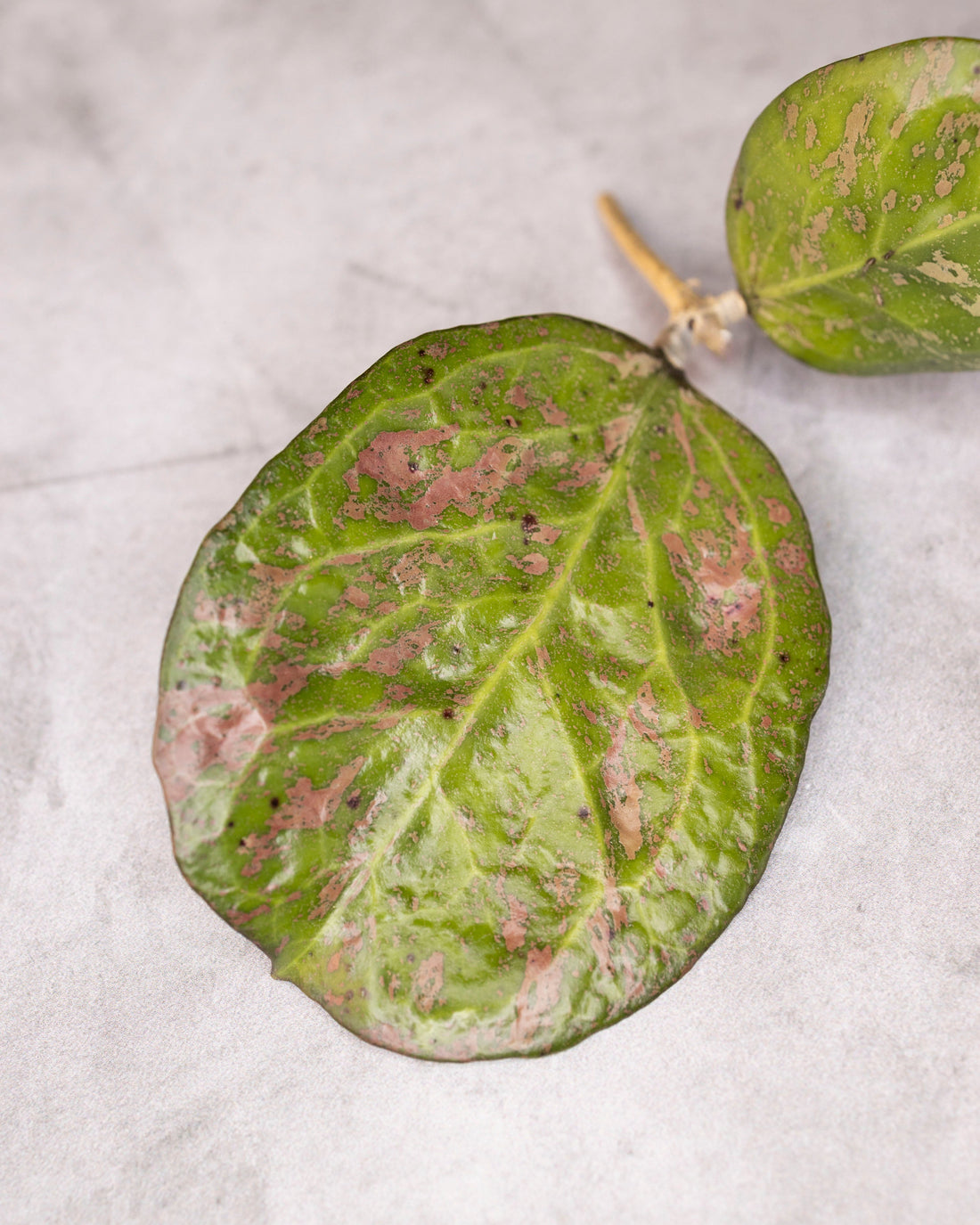 Large green leaves with sun stressed spots on a light gray background