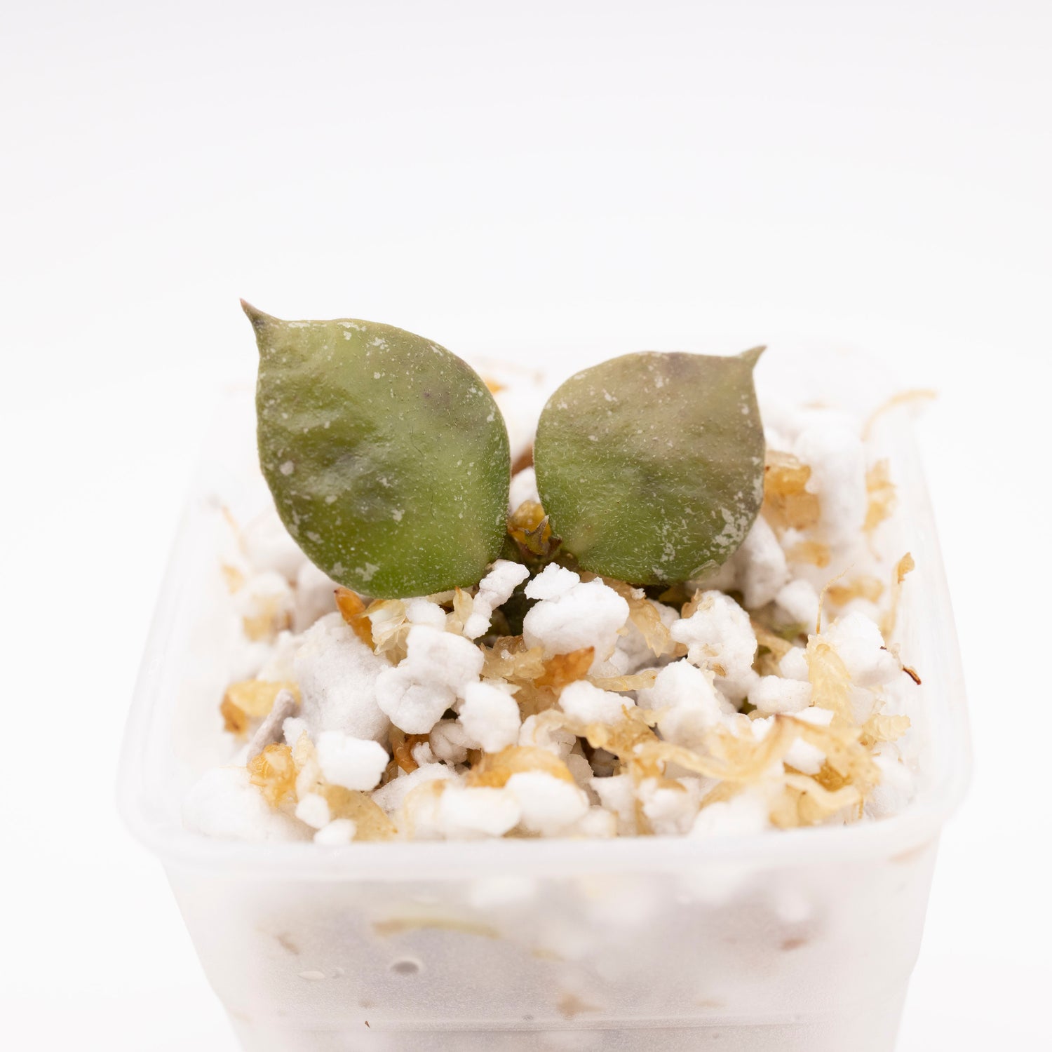 Hoya Minutiflora