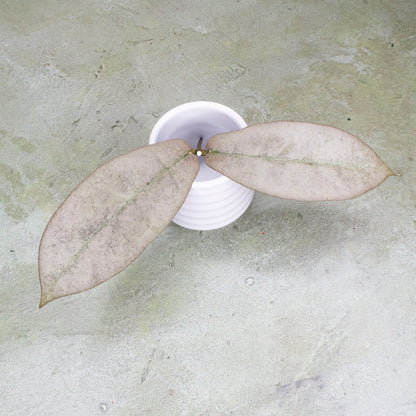 Hoya Mitrata Silver