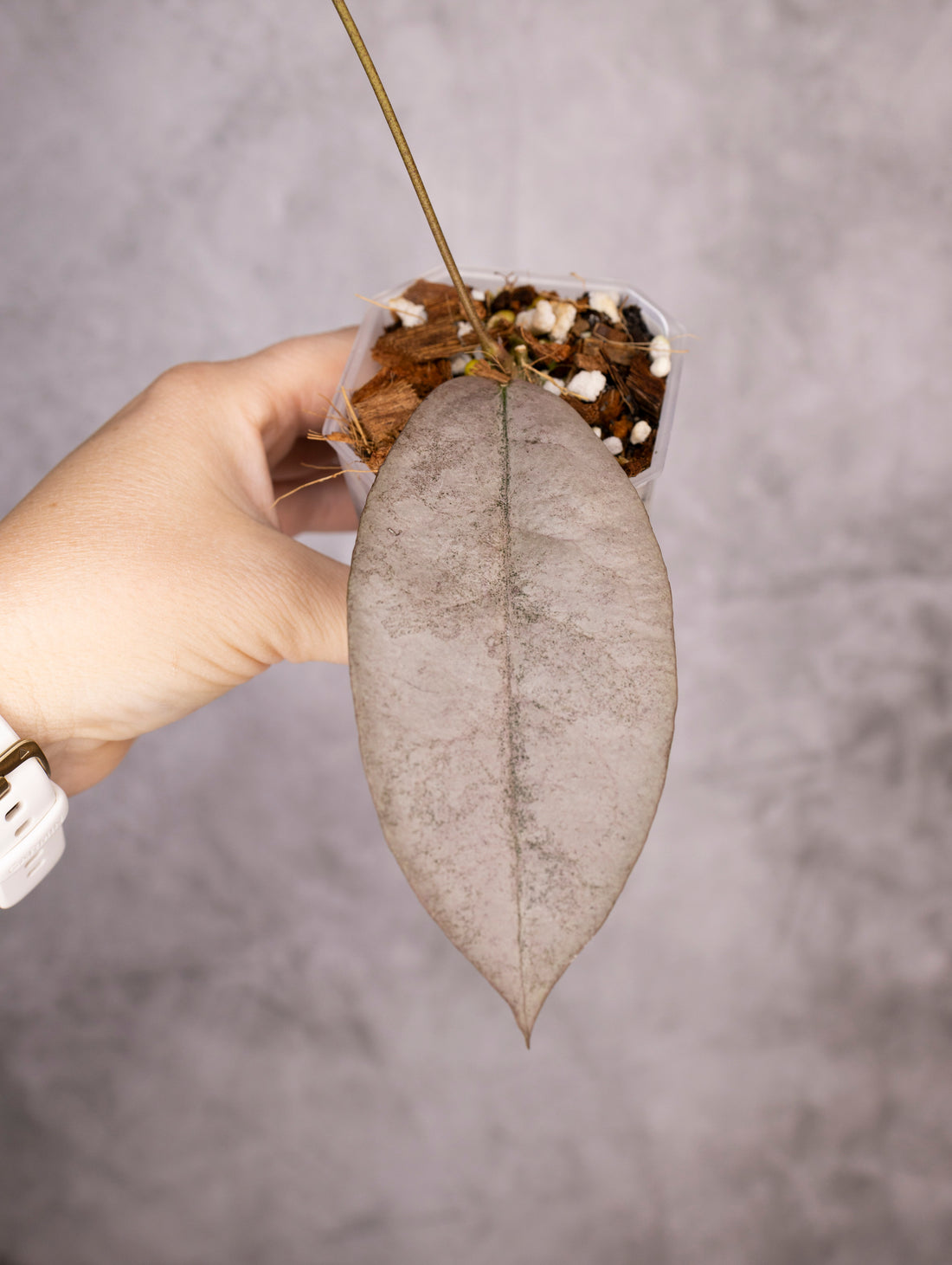 Hoya Mitrata Silver sp Borneo