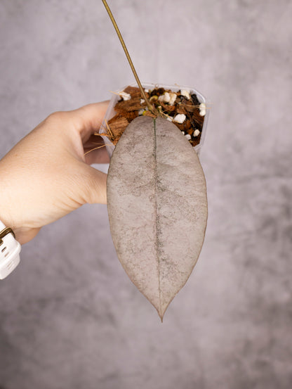 Hoya Mitrata Silver sp Borneo