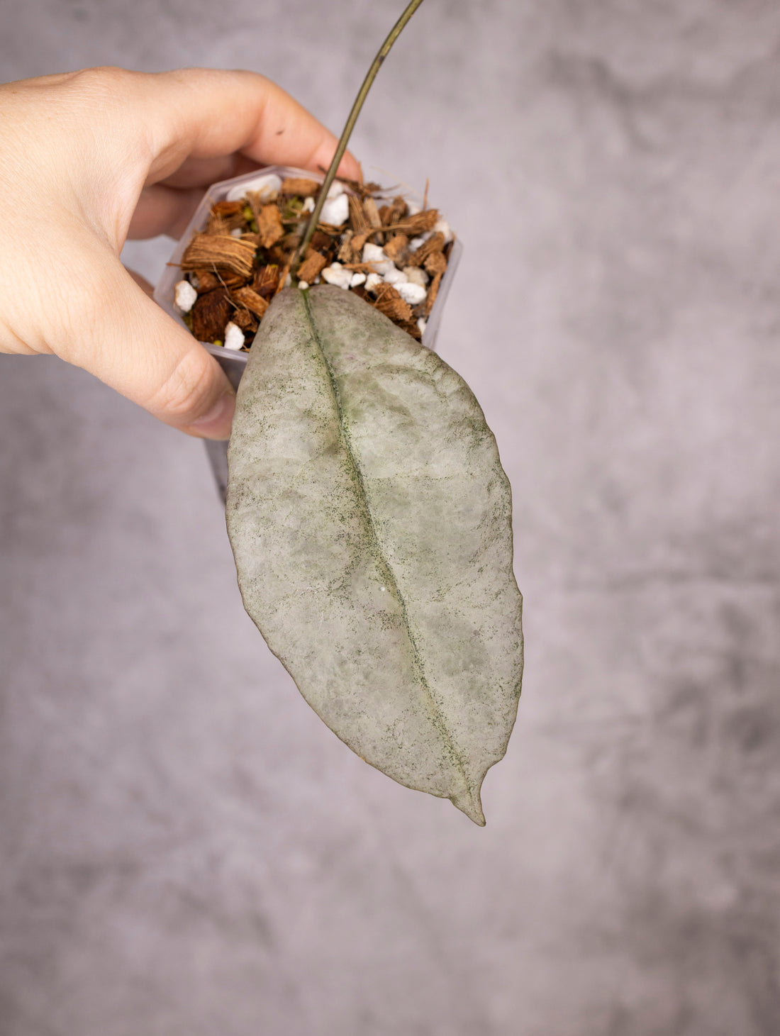 Hoya Mitrata Silver sp Borneo
