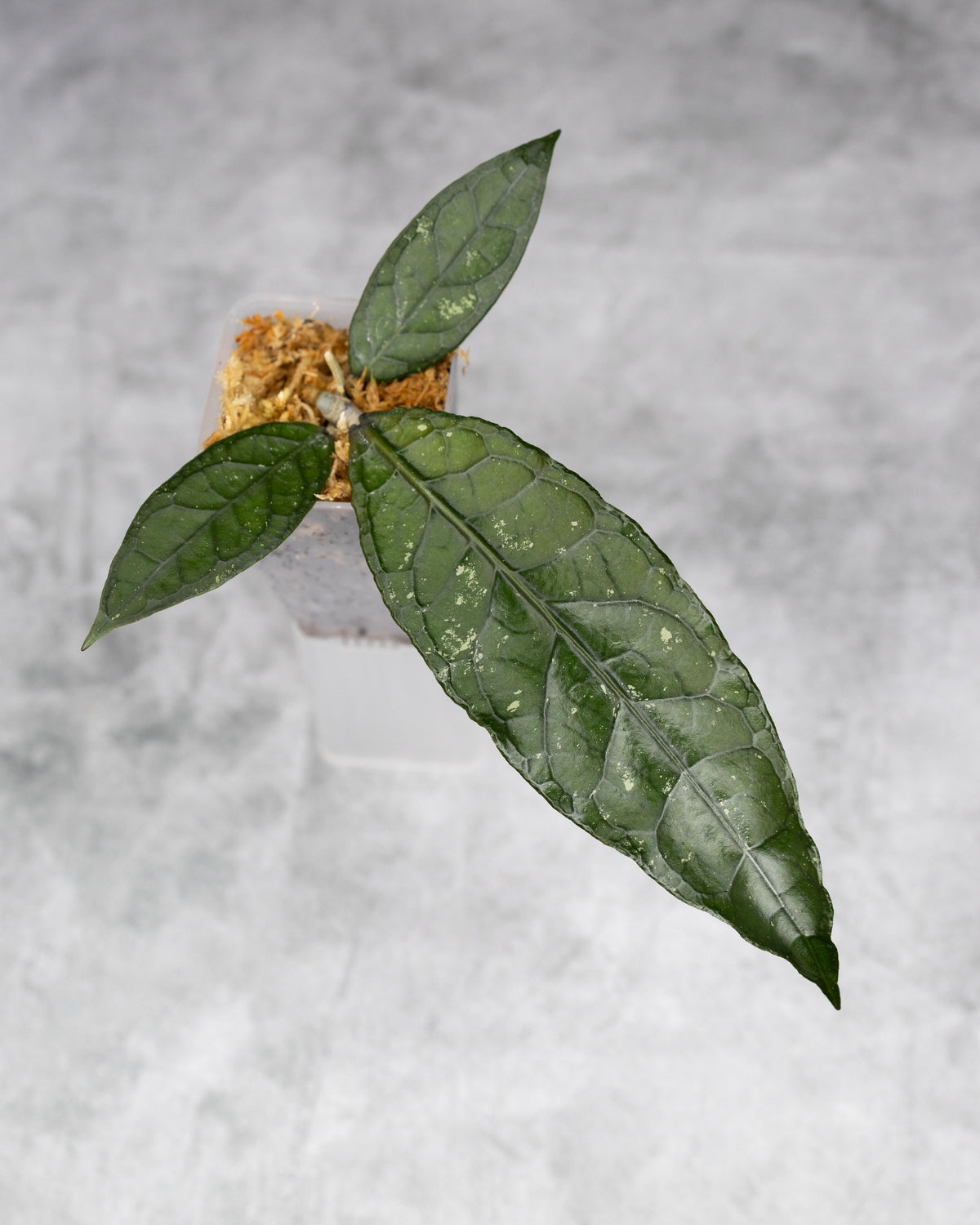 Hoya NAP 01