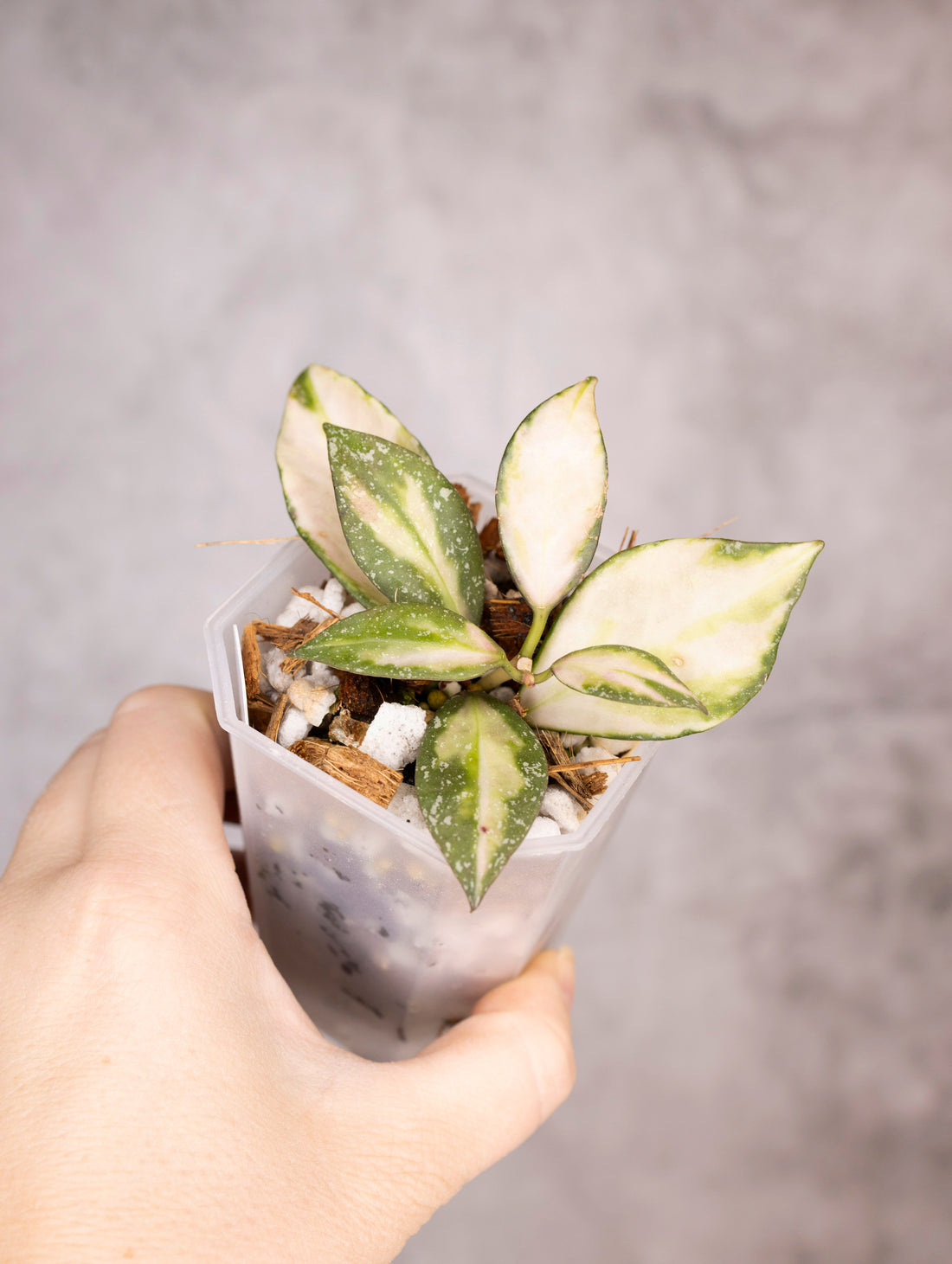 Hoya Nabawanensis Variegated