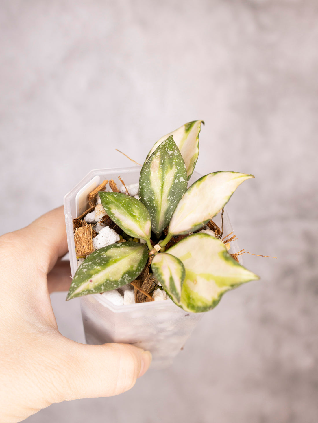 Hoya Nabawanensis Variegated