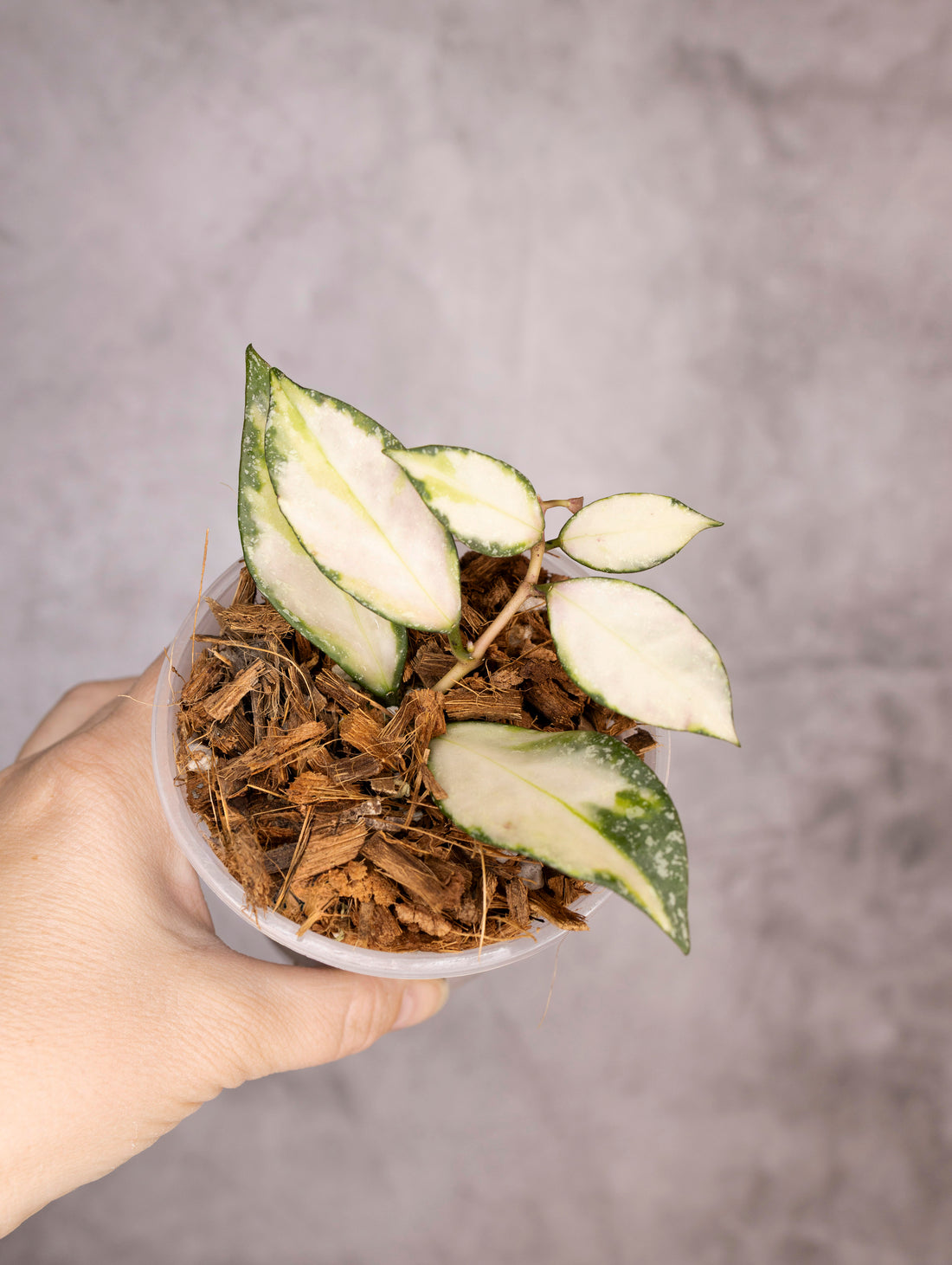 Hoya Nabawanensis Variegated