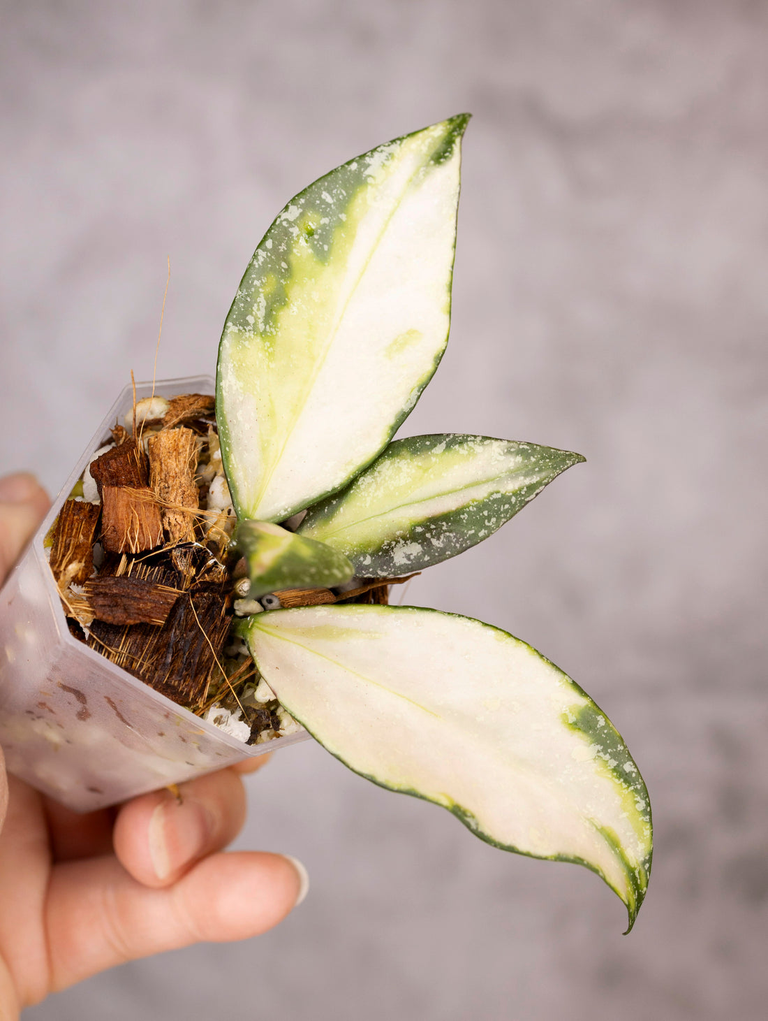 Hoya Nabawanensis Variegated