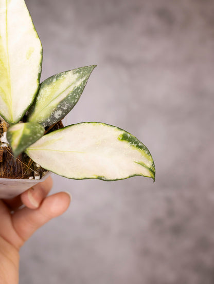 Hoya Nabawanensis Variegated