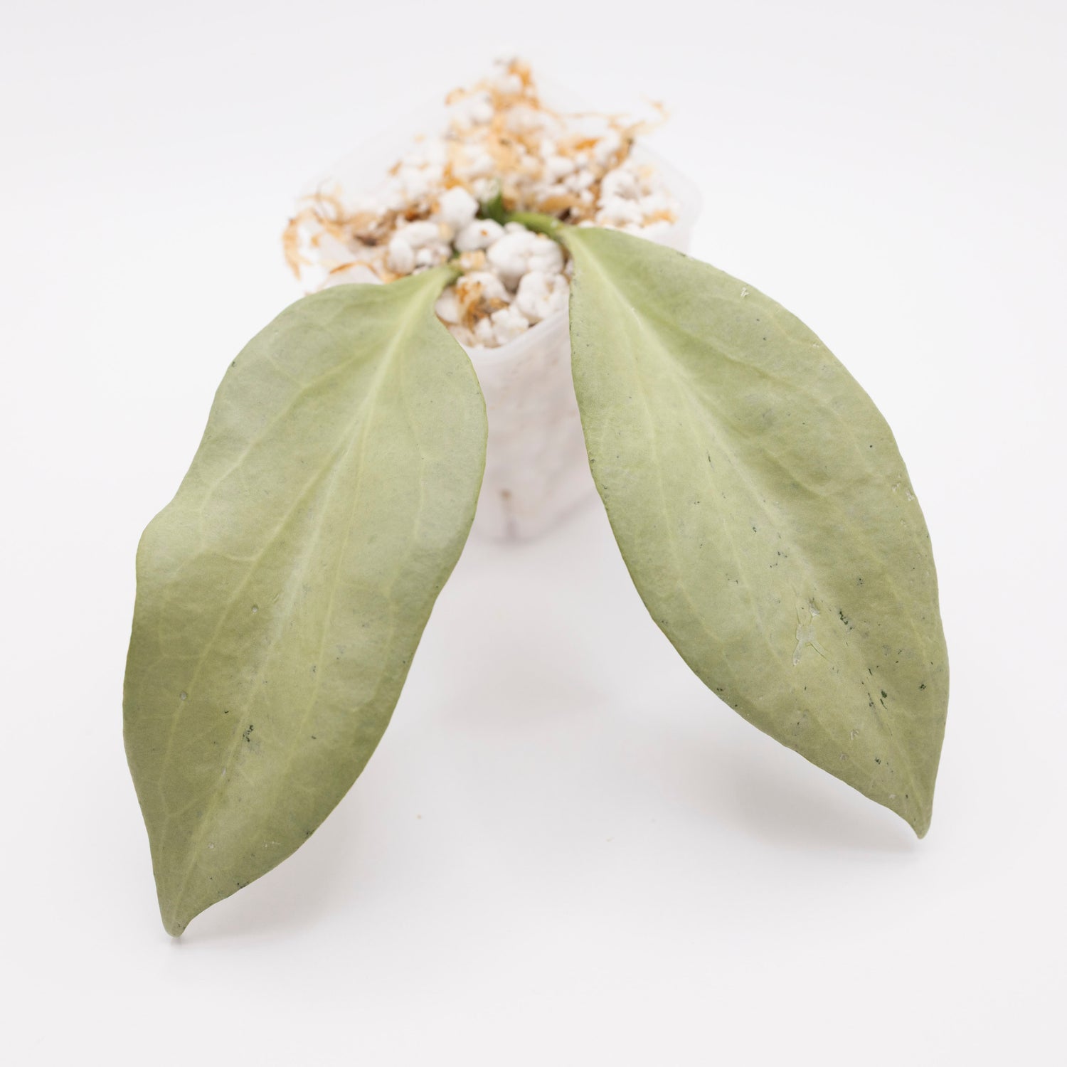 Hoya Nicholsoniae New Guinea Ghost
