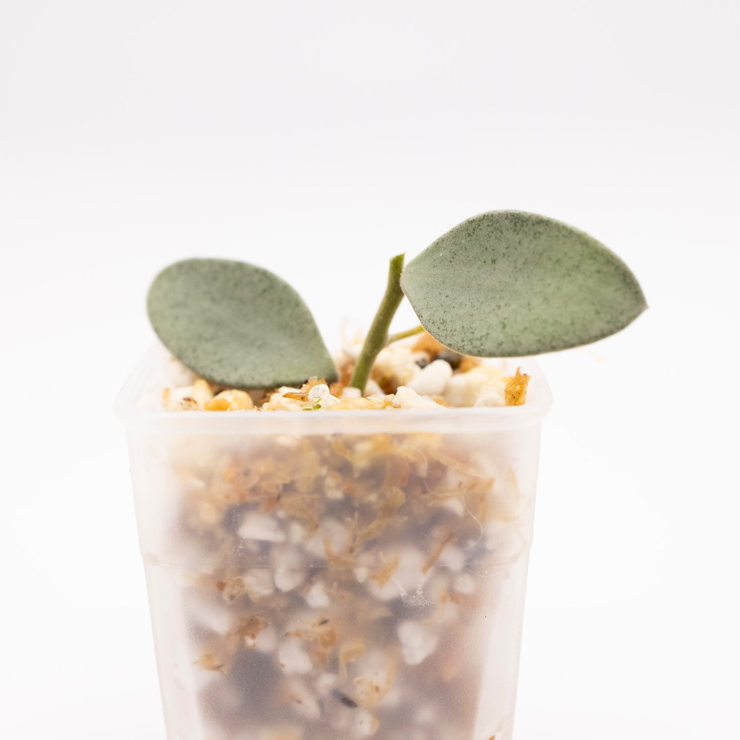 Hoya Nummularioides Silver