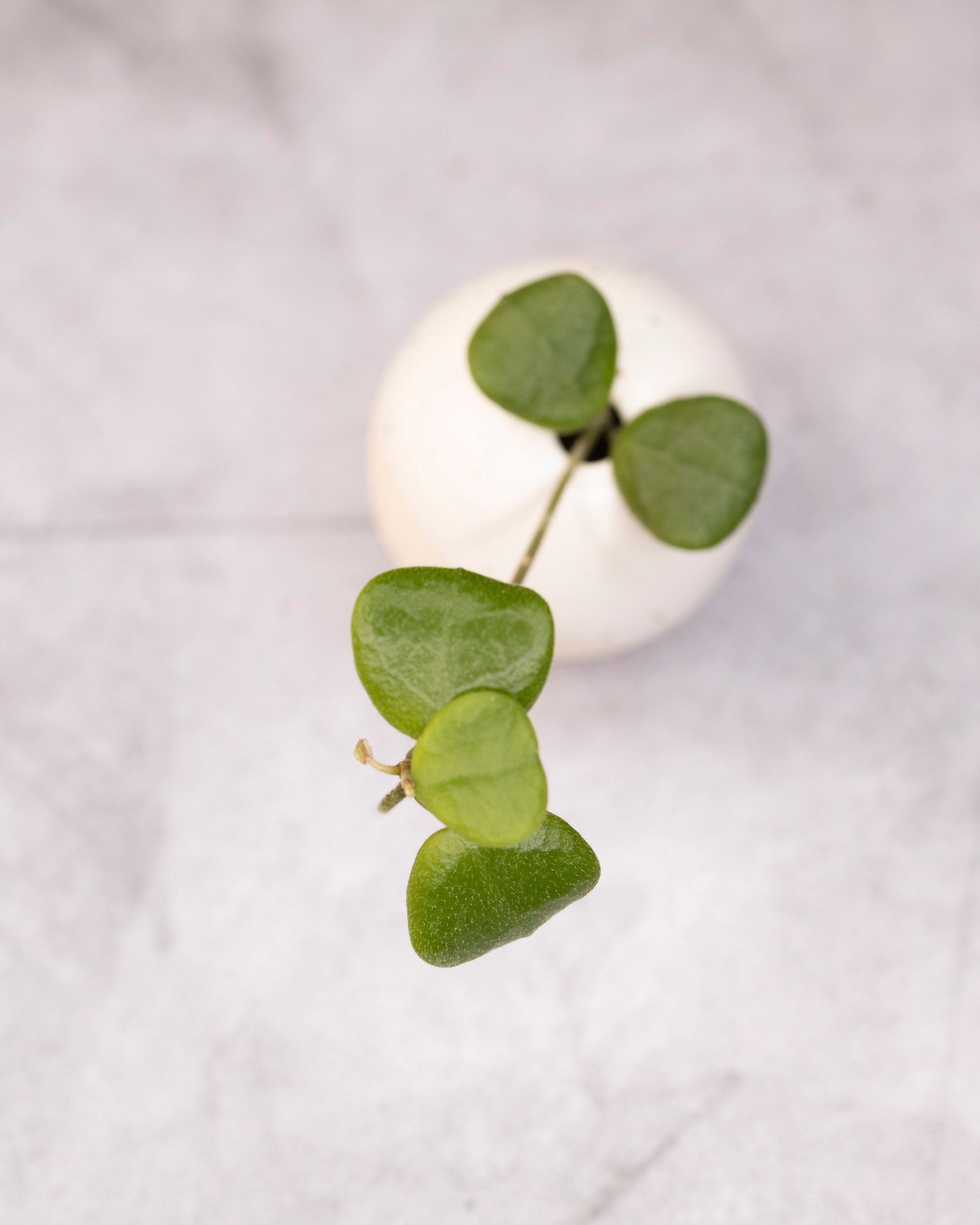 White sphere with green leafy branch on a light gray background