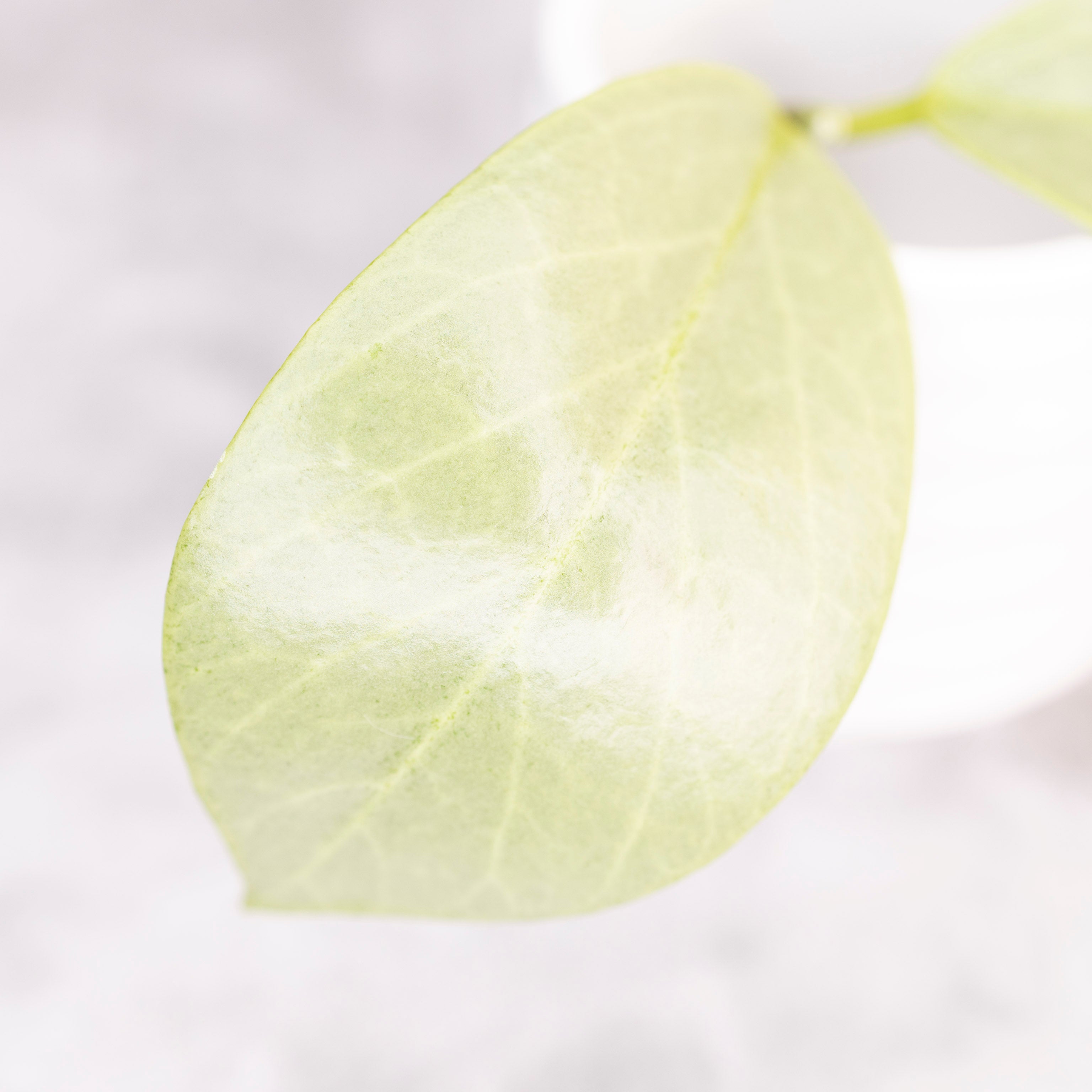 Hoya Obscura Cryptic Chrome