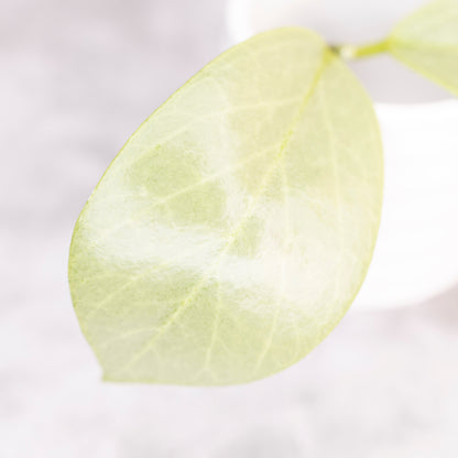 Hoya Obscura Cryptic Chrome