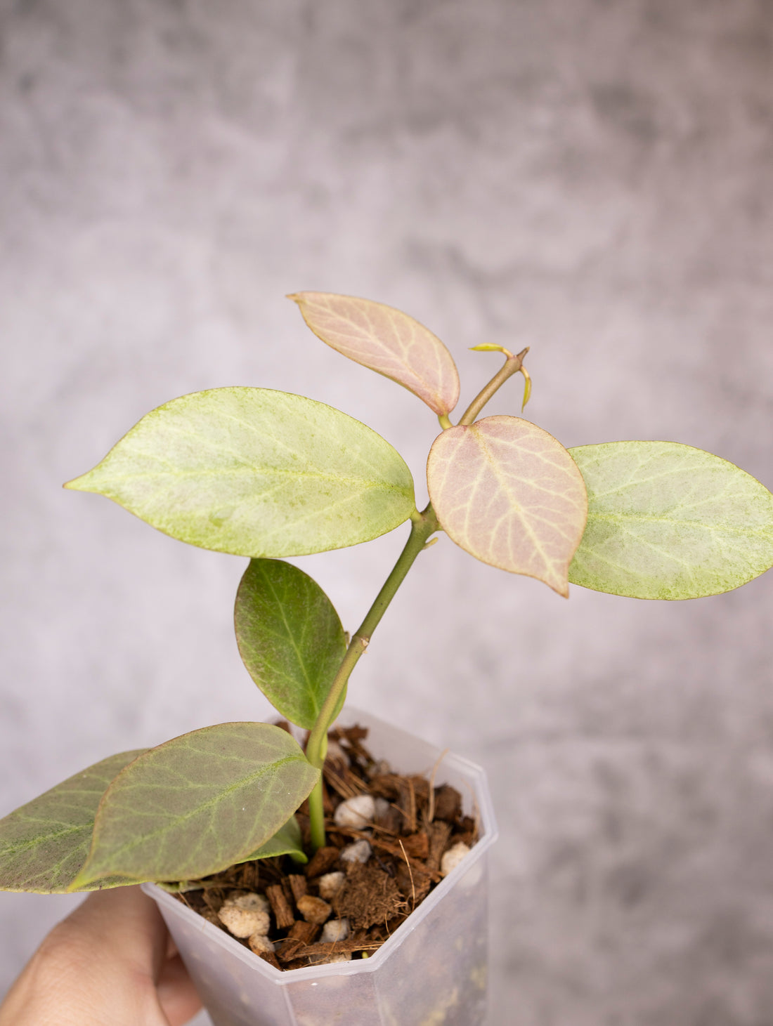 Hoya Obscura Cryptic Chrome