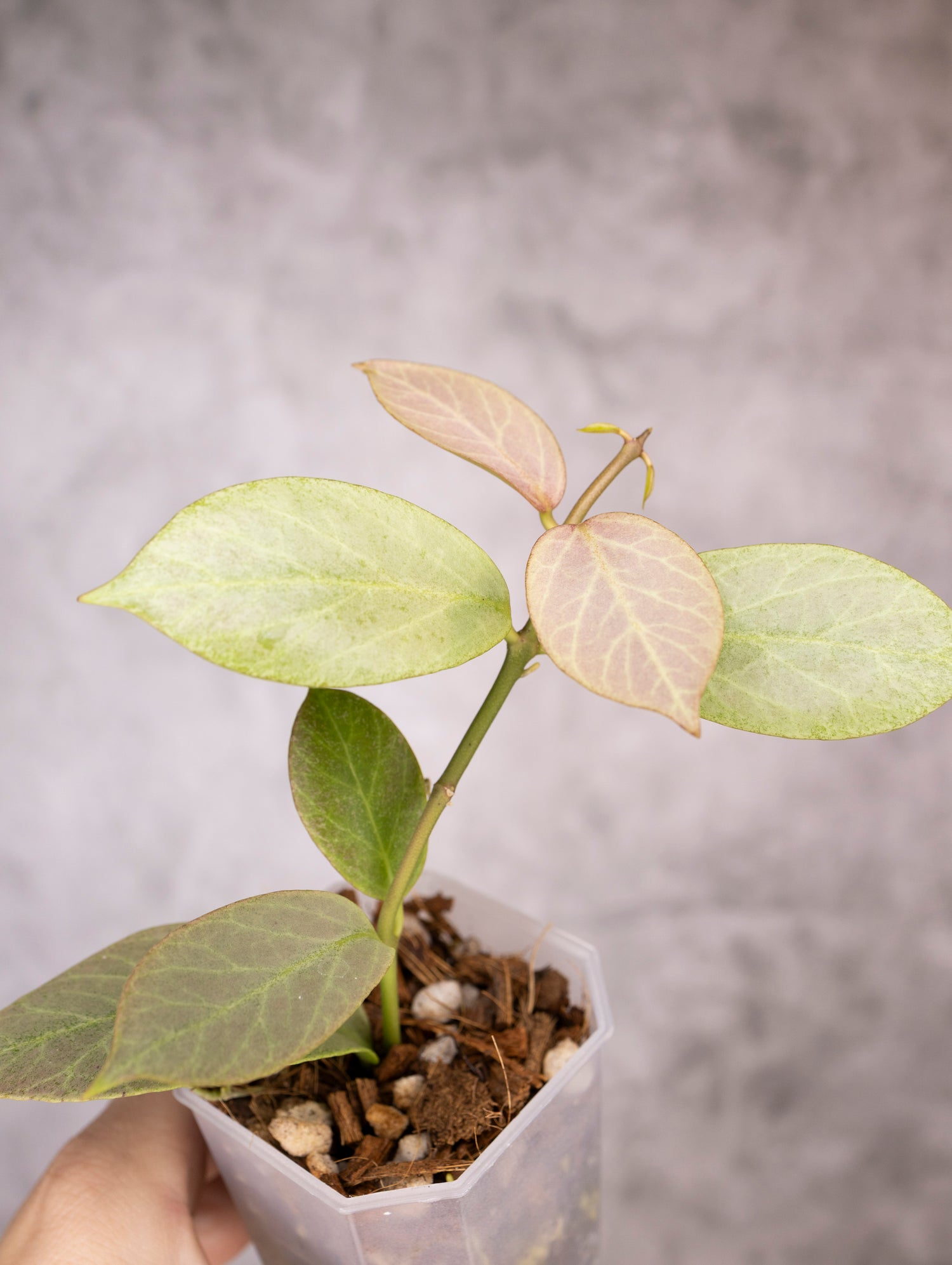 Hoya Obscura Cryptic Chrome