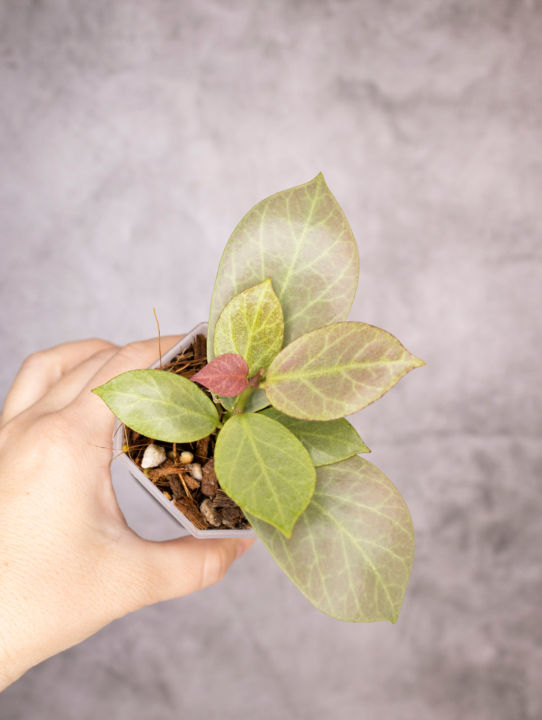Hoya Obscura Cryptic Chrome