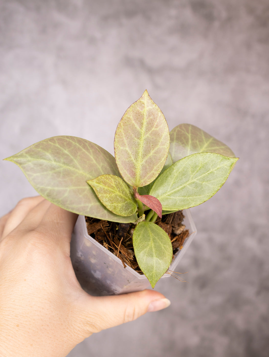 Hoya Obscura Cryptic Chrome