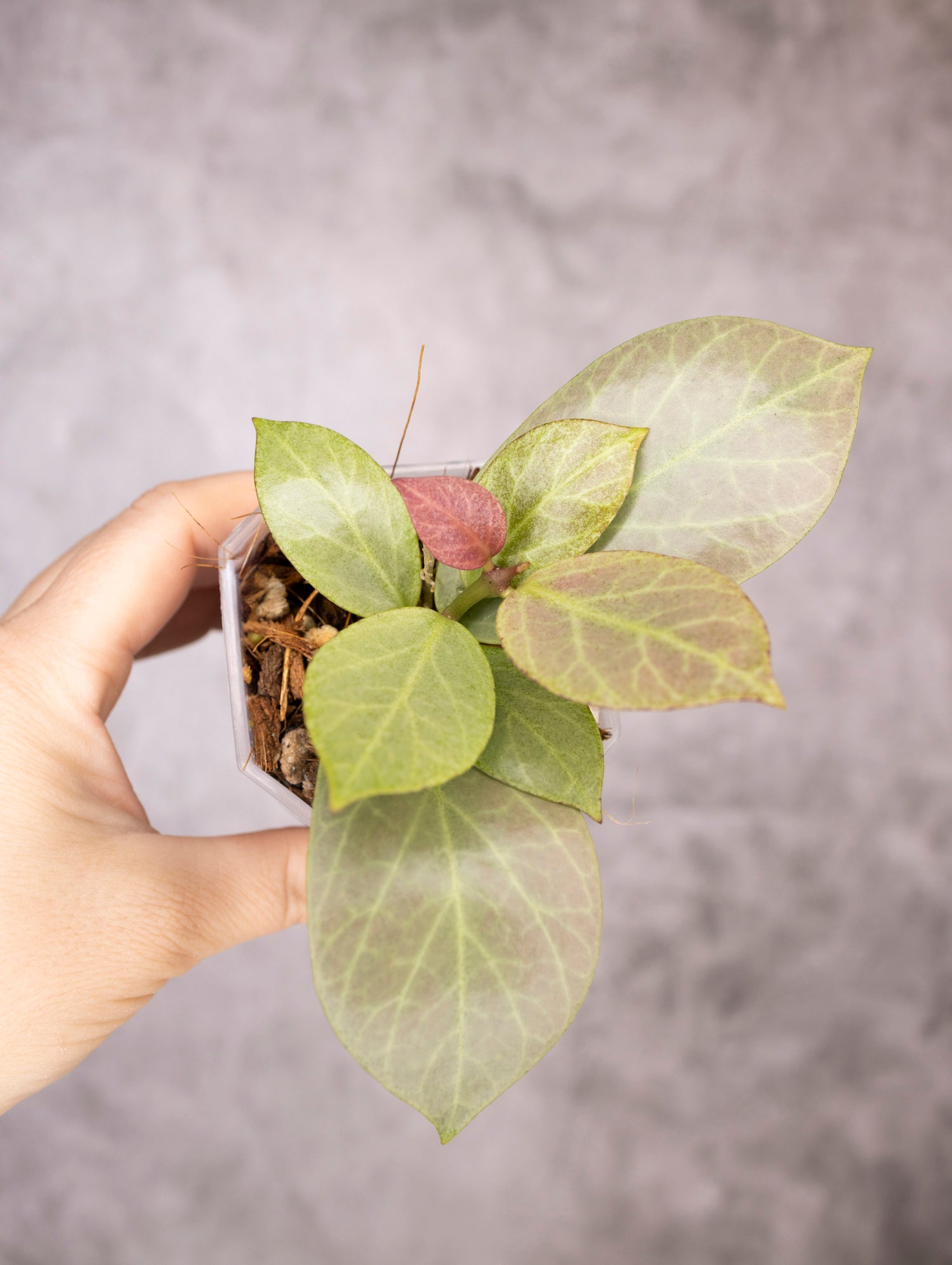 Hoya Obscura Cryptic Chrome