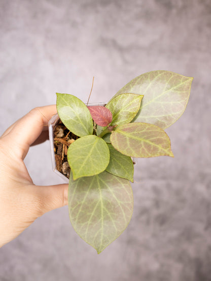Hoya Obscura Cryptic Chrome