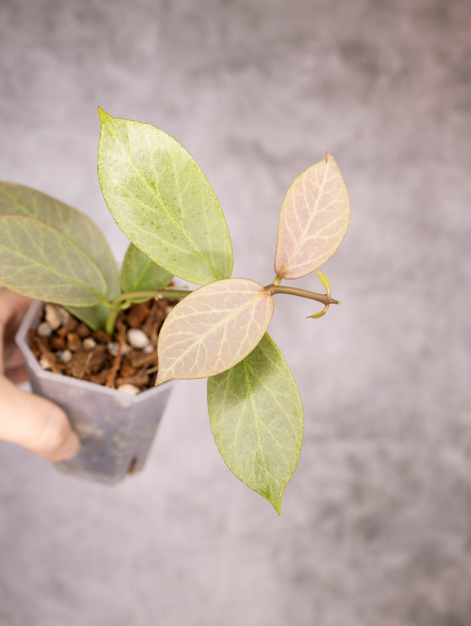 Hoya Obscura Cryptic Chrome