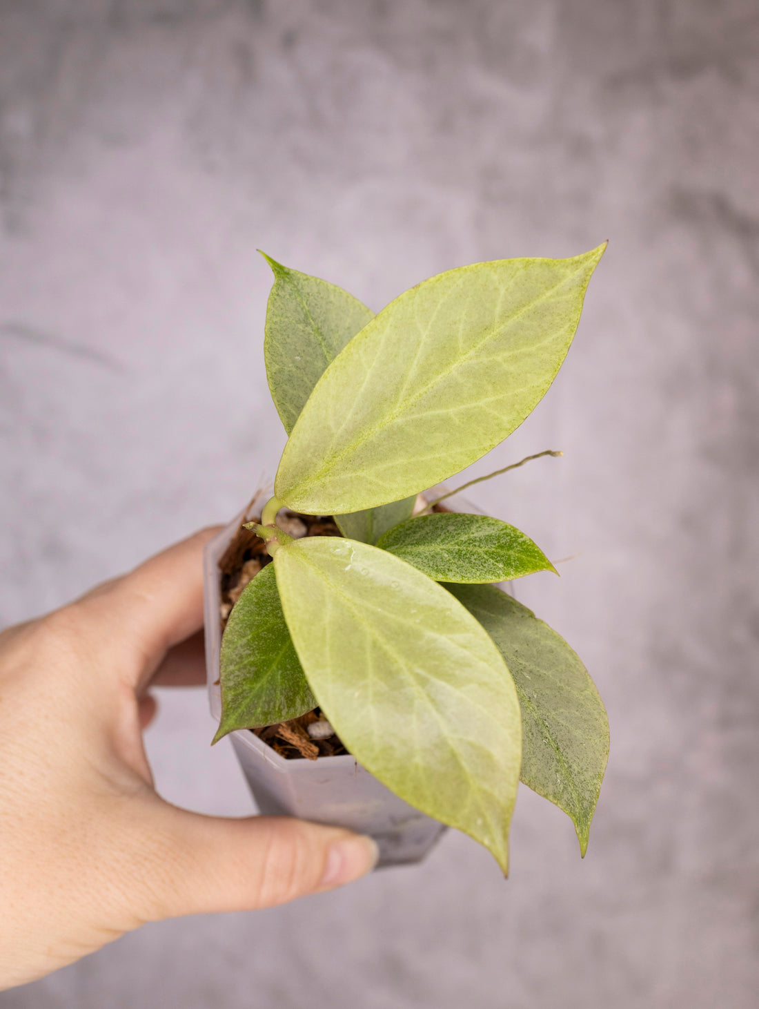 Hoya Obscura Cryptic Chrome